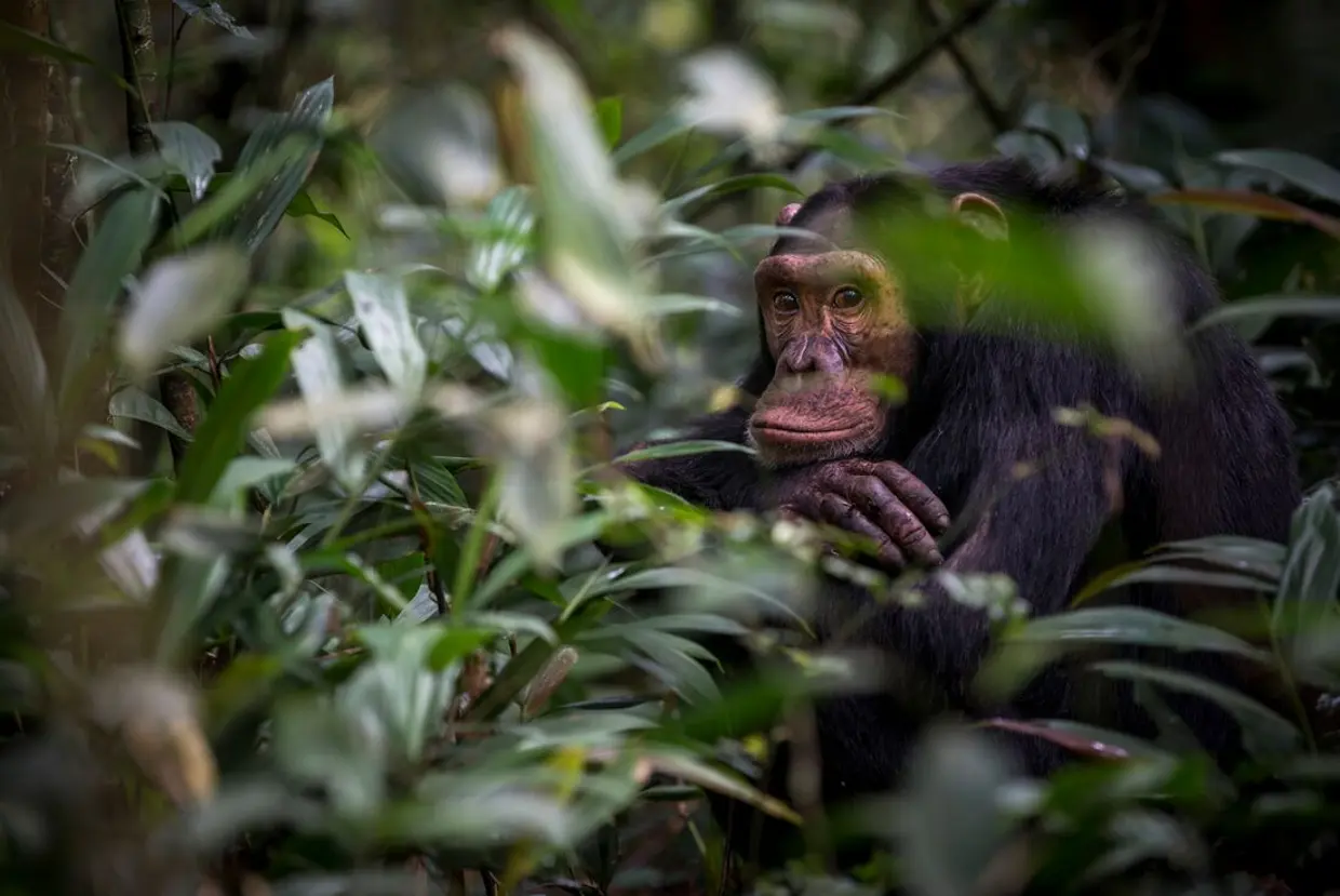 9-day Uganda Safari