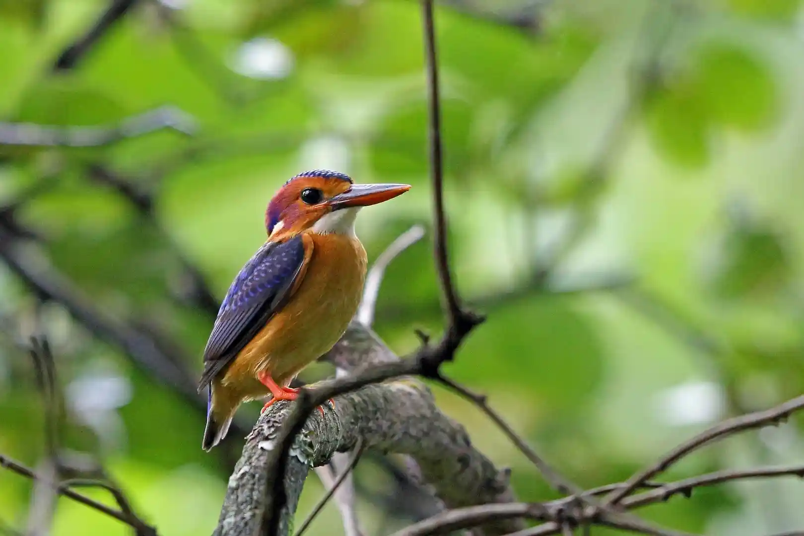 Africa Pygym Kingfisher, Birding in Budongo Forest (1)