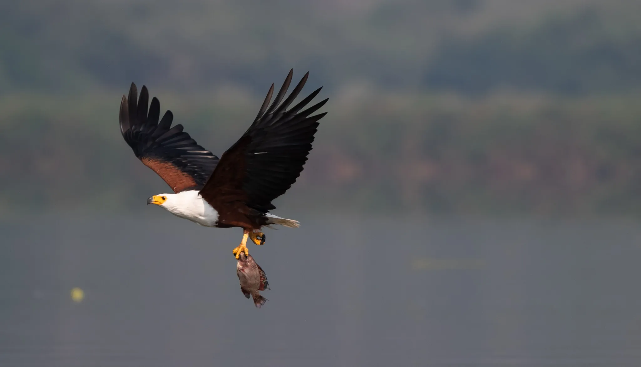 African-Fish-eagle-with-catch.-4