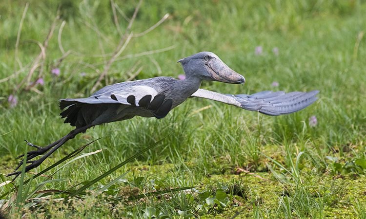 Birds-of-Uganda-shoebill-stork.jpg