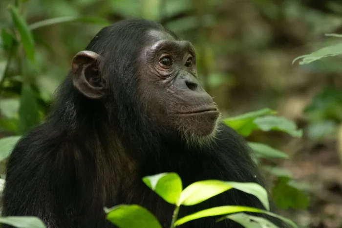 4-Day Gorillas & Chimp Trekking Safari