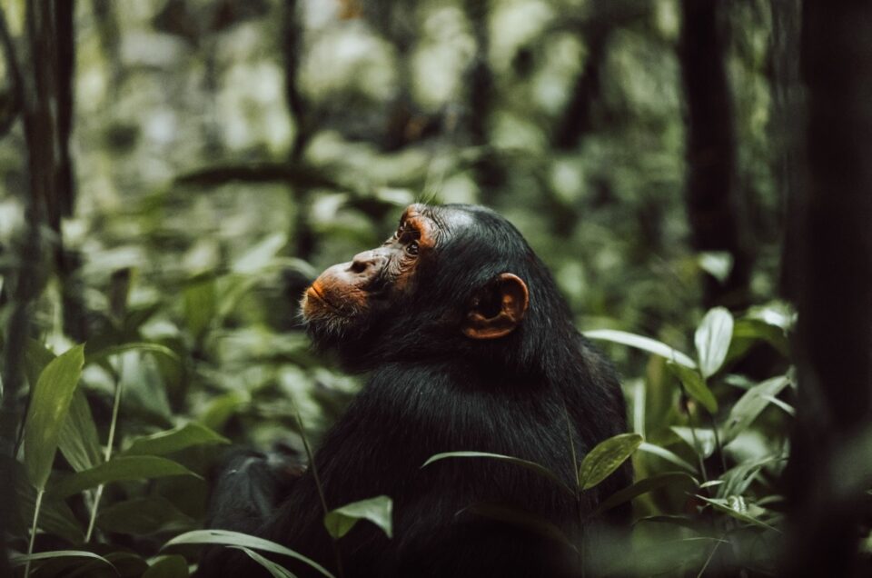 Primate Tours in Uganda