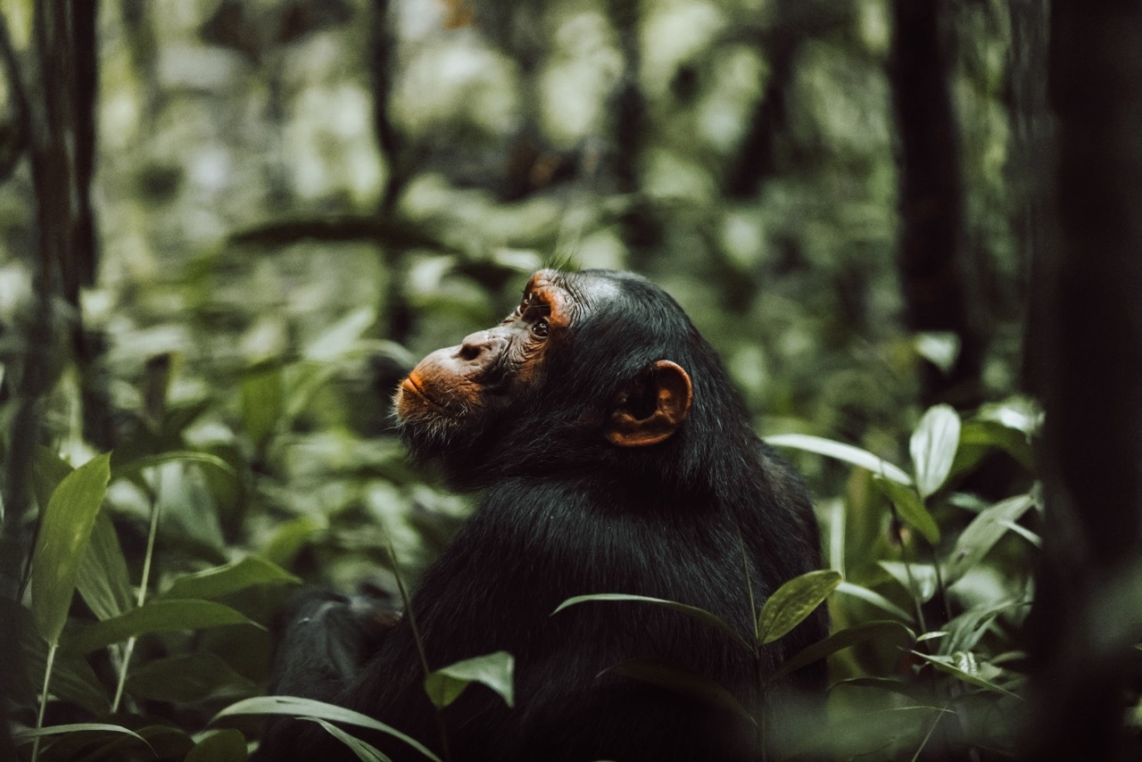 Primate Tours in Uganda