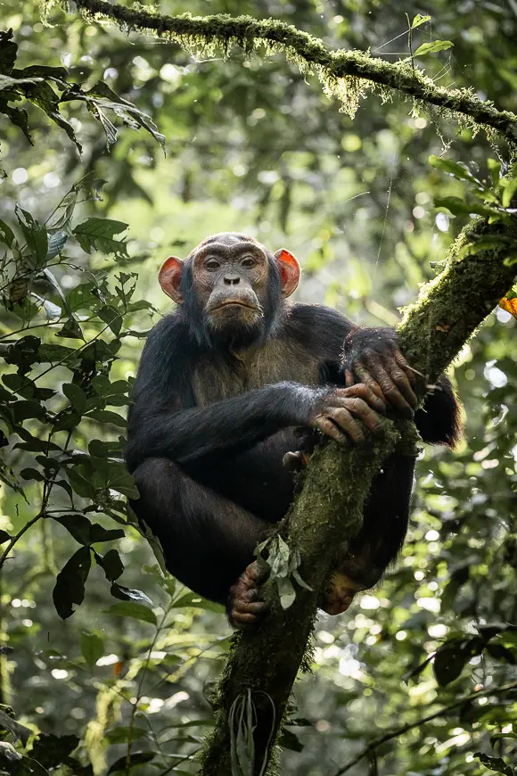 Chimpanzee Trekking.webp