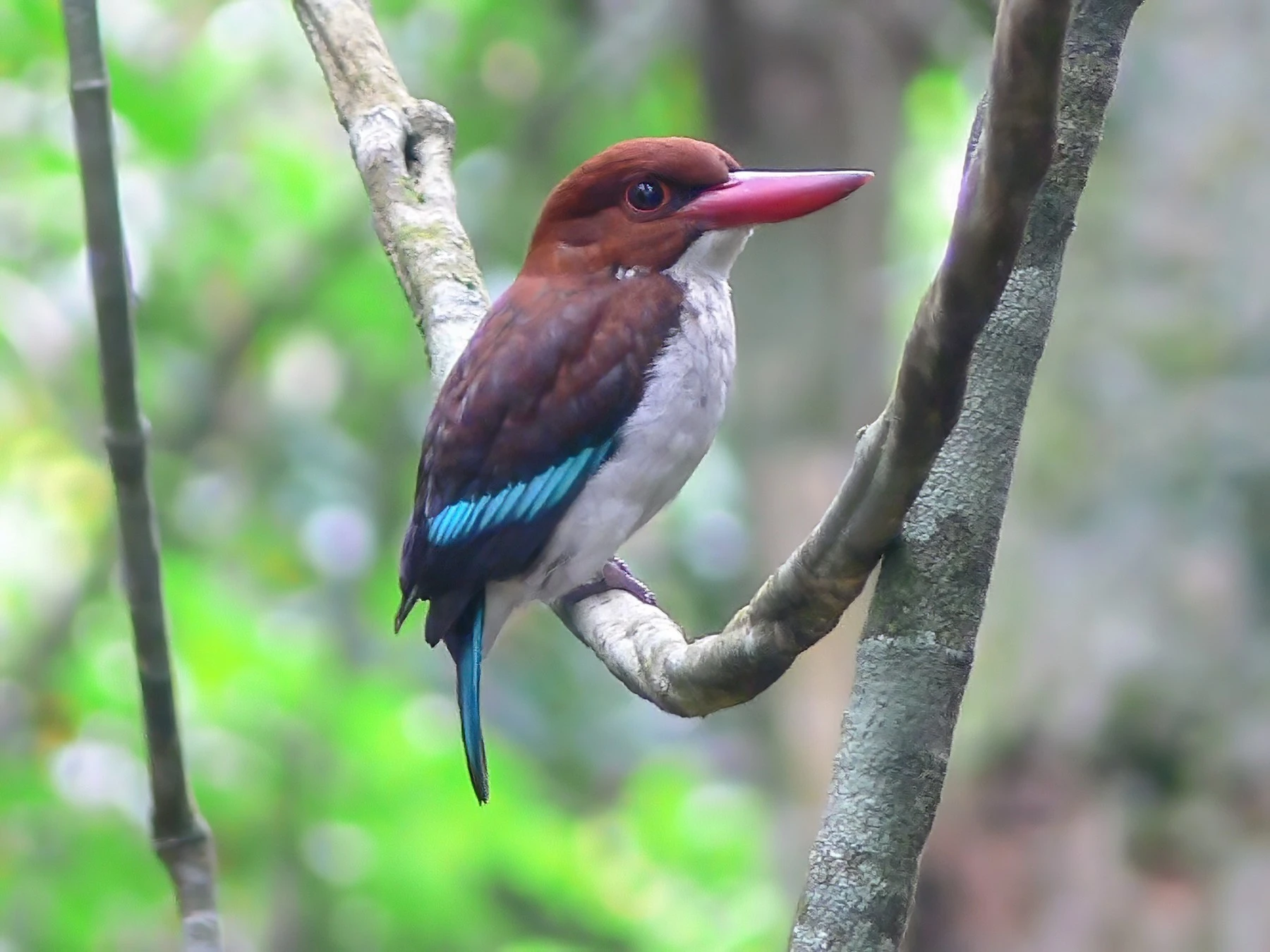 Chocolate-backed Kingfisher, Birding In Budongo Forest