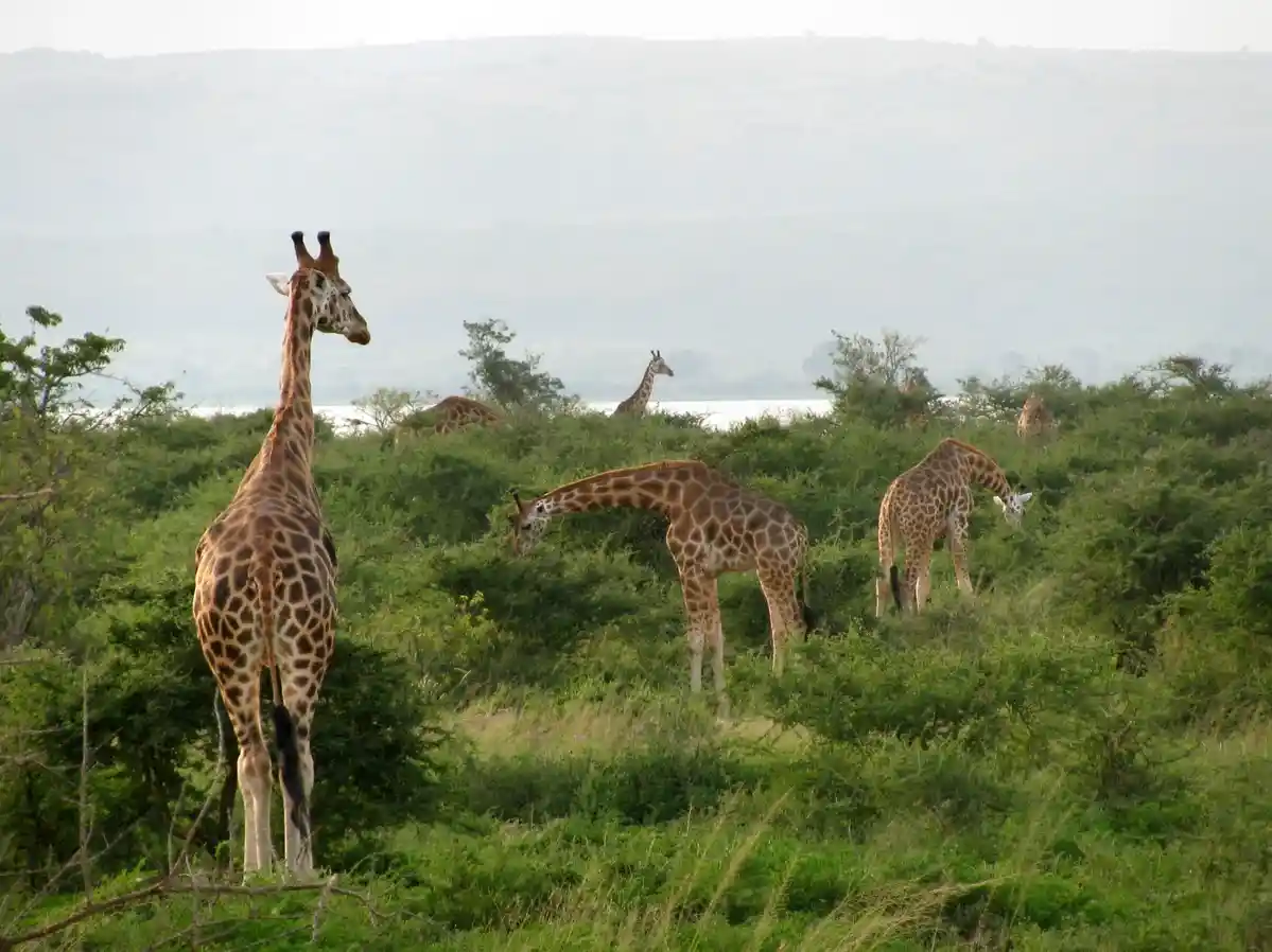 Giraffes-In-Murchison-Falls-National-Park