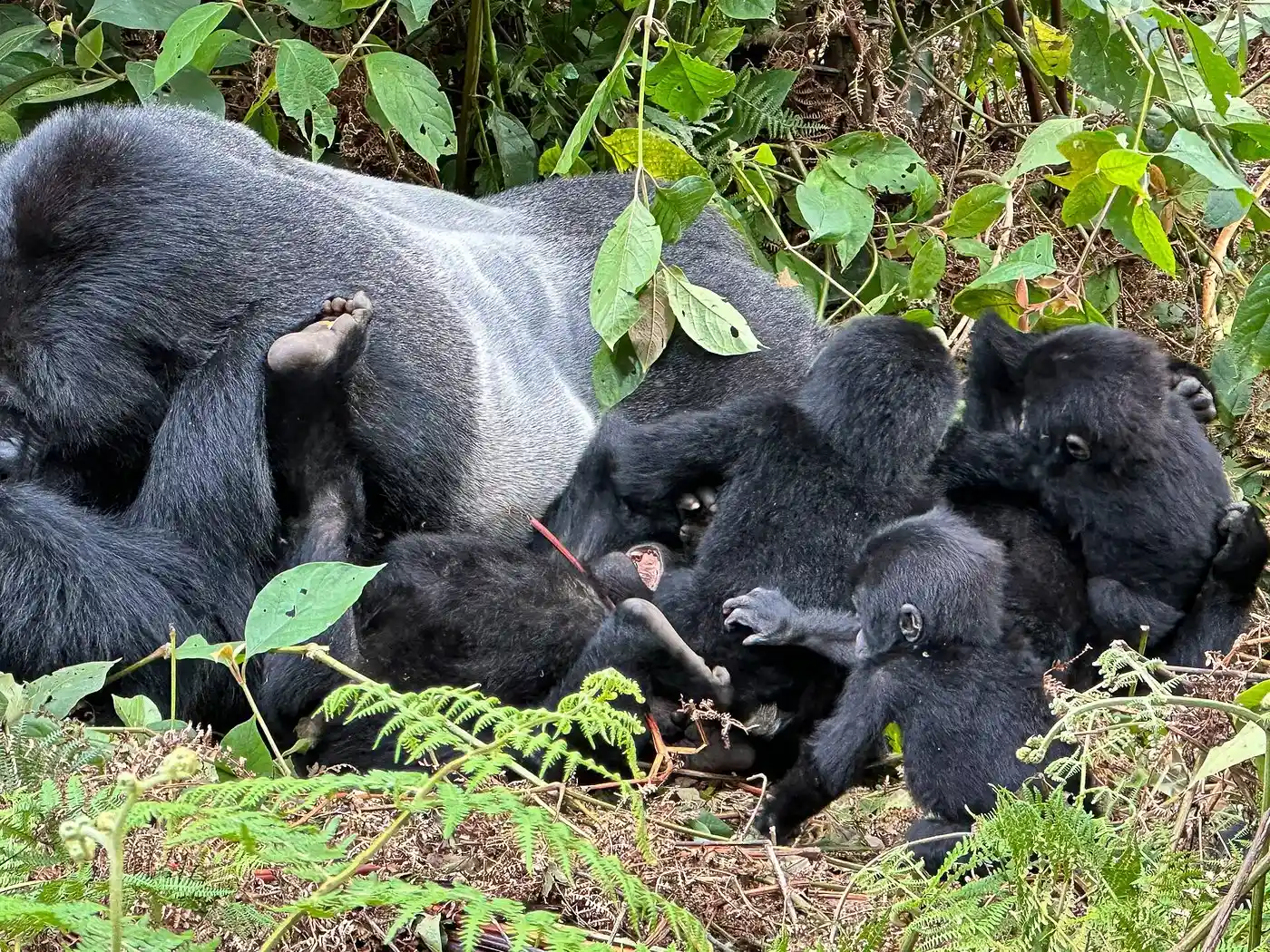 Gorilla Trekking In Bwindi