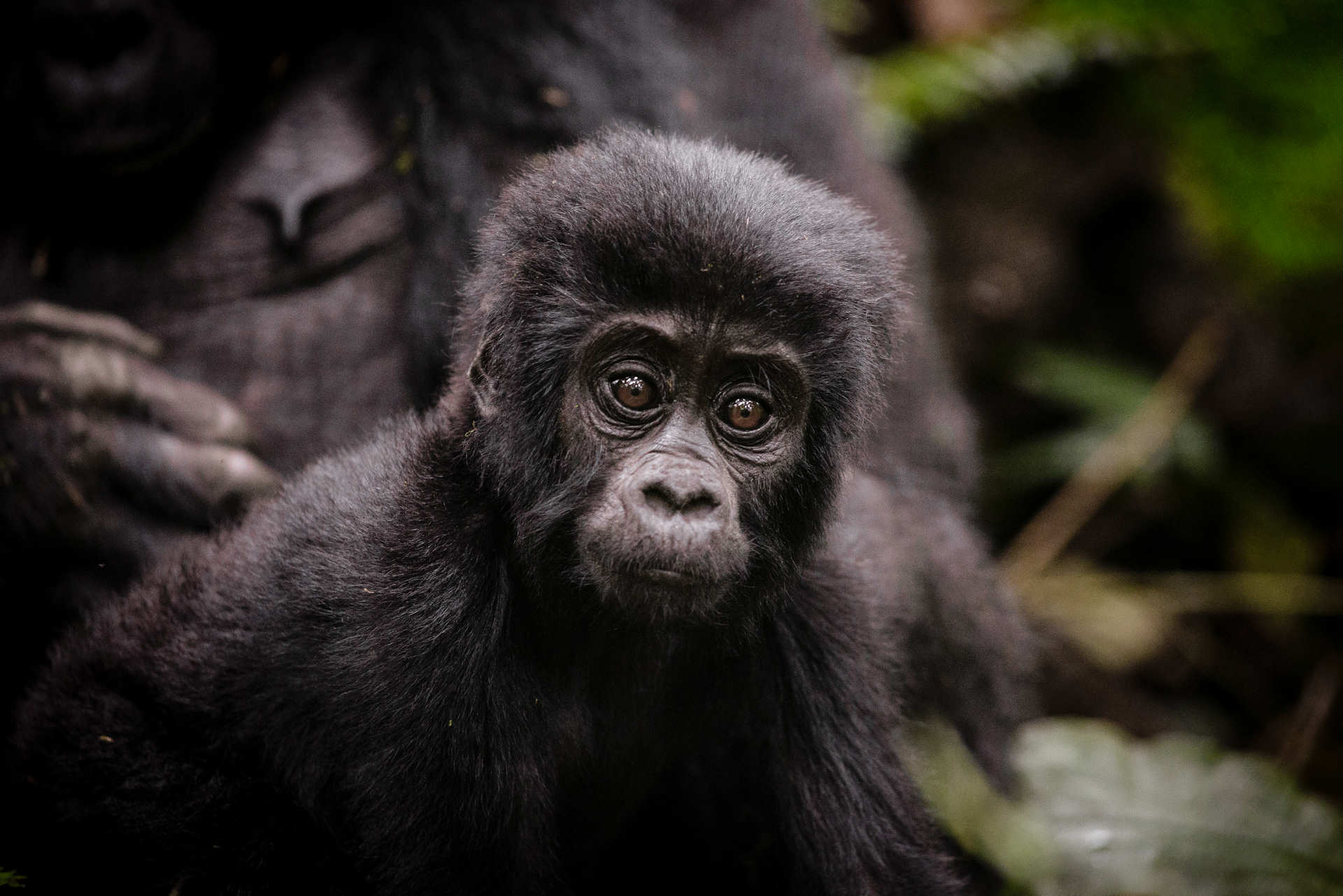 Gorilla trekking in Uganda