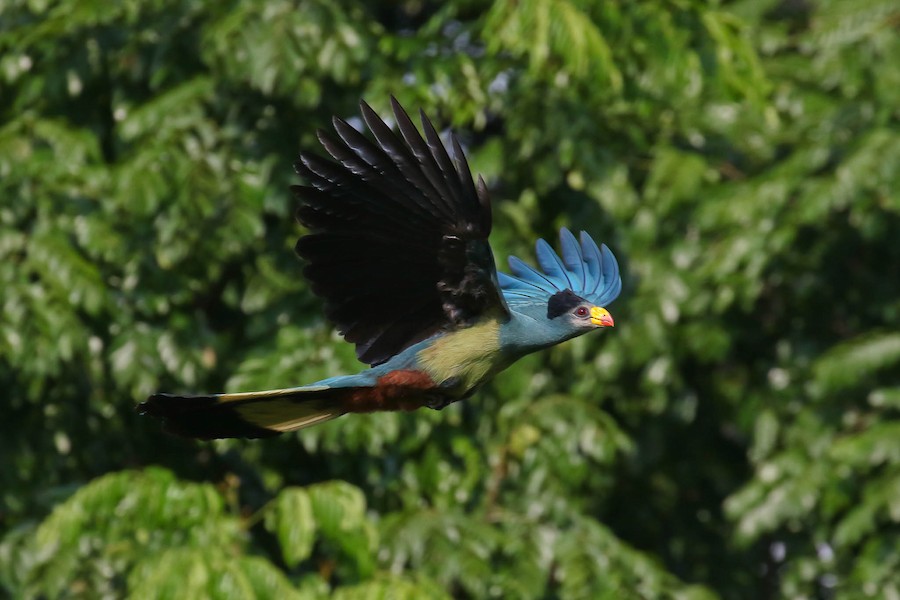 Great Blue Turaco