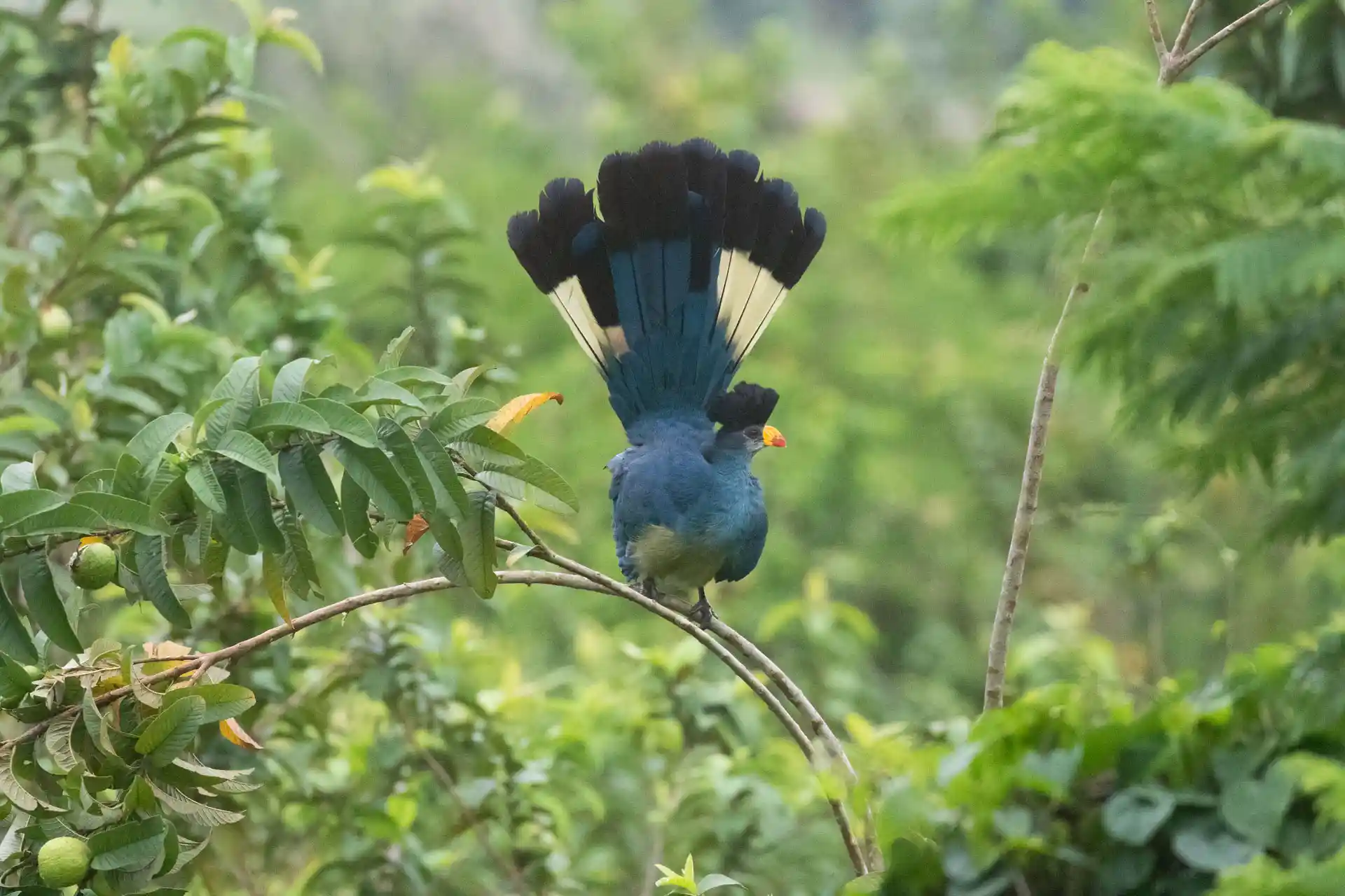 Great Blue Turaco