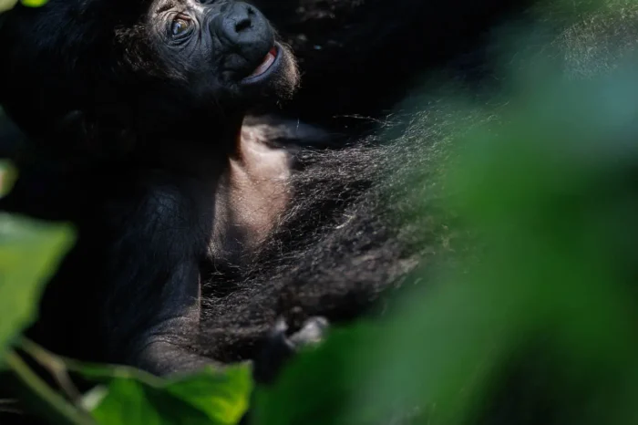 1-Day Uganda Gorilla Trekking Tour To Bwindi