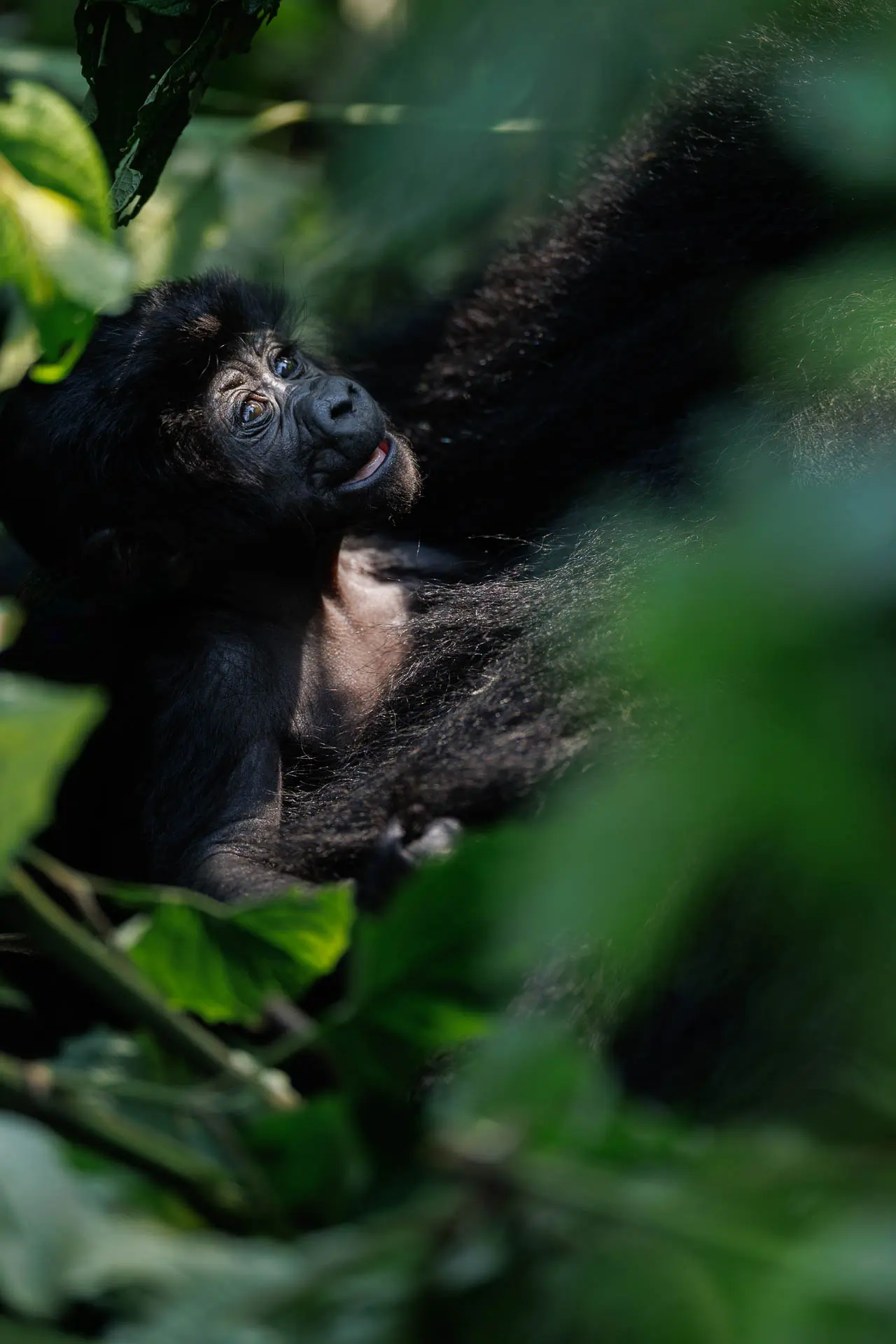 Habinyanja-Gorilla-Family-Bwindi