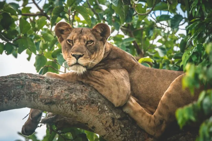Ishasha Wilderness Camp tree climbing lion-7611