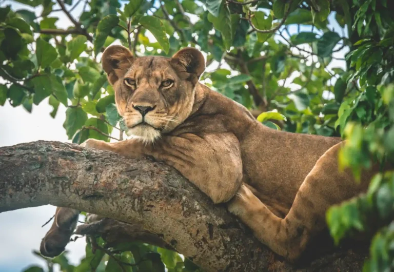 Ishasha Wilderness Camp tree climbing lion-7611