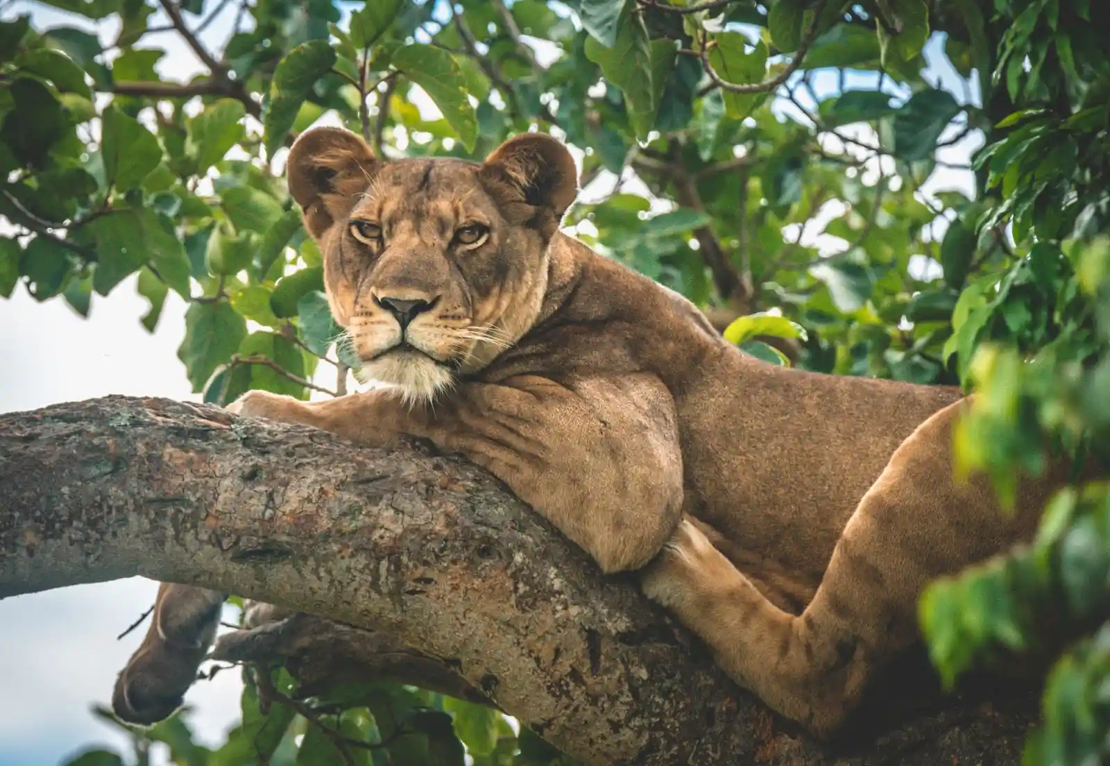 Ishasha Wilderness Camp tree climbing lion-7611