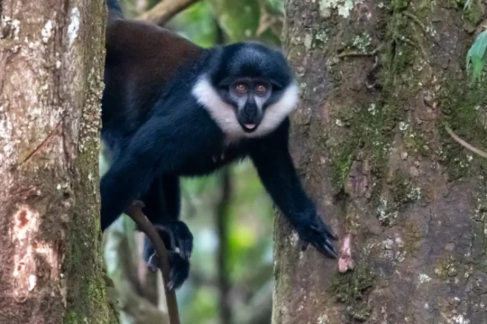 8 Day Uganda Safari  From Kigali