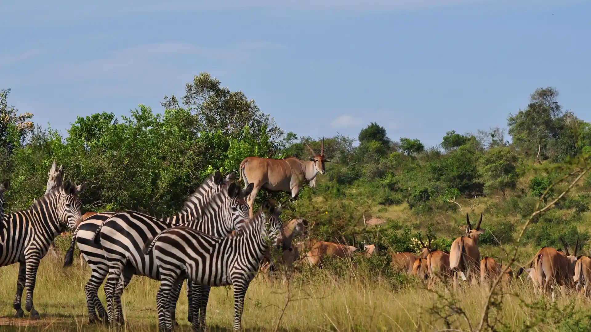 2 Days Uganda Safaris