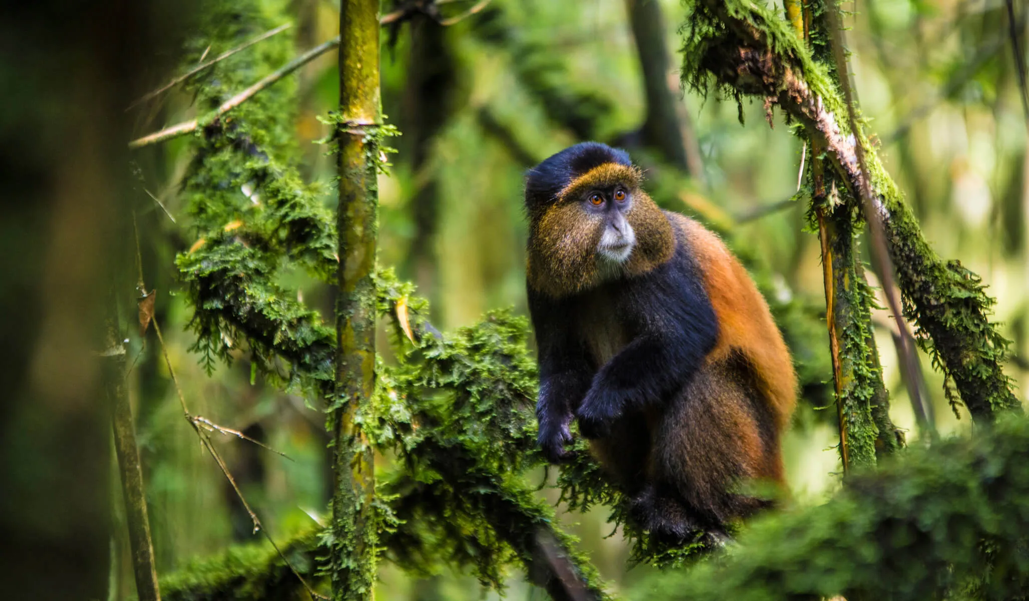 Primate Tours In Uganda