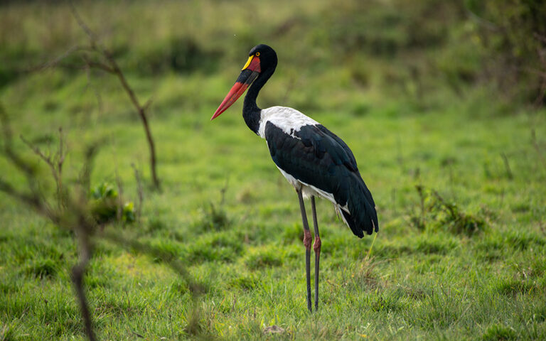 Birding in Queen Elizabeth National Park