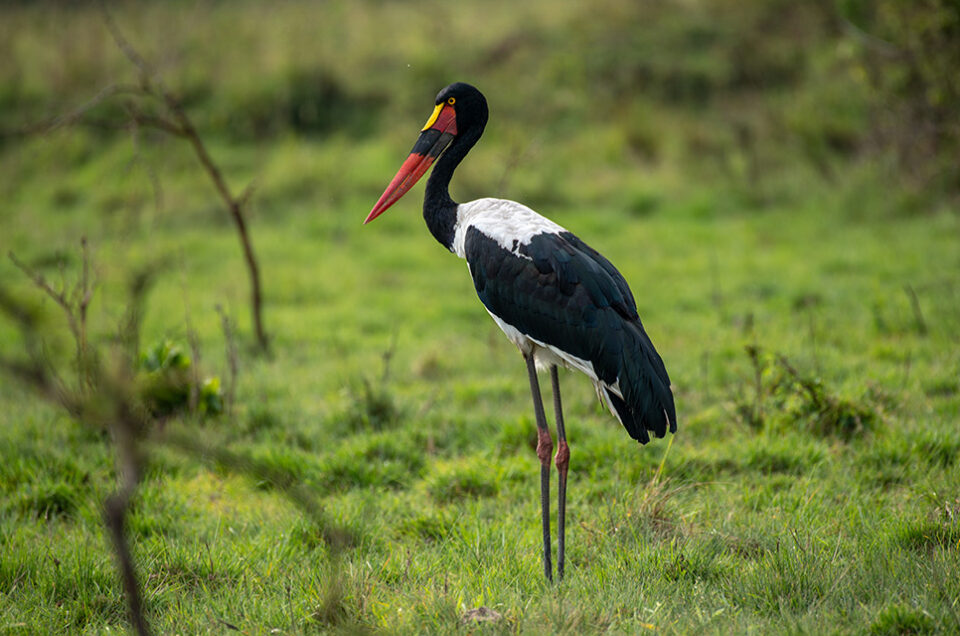 Birding in Queen Elizabeth National Park