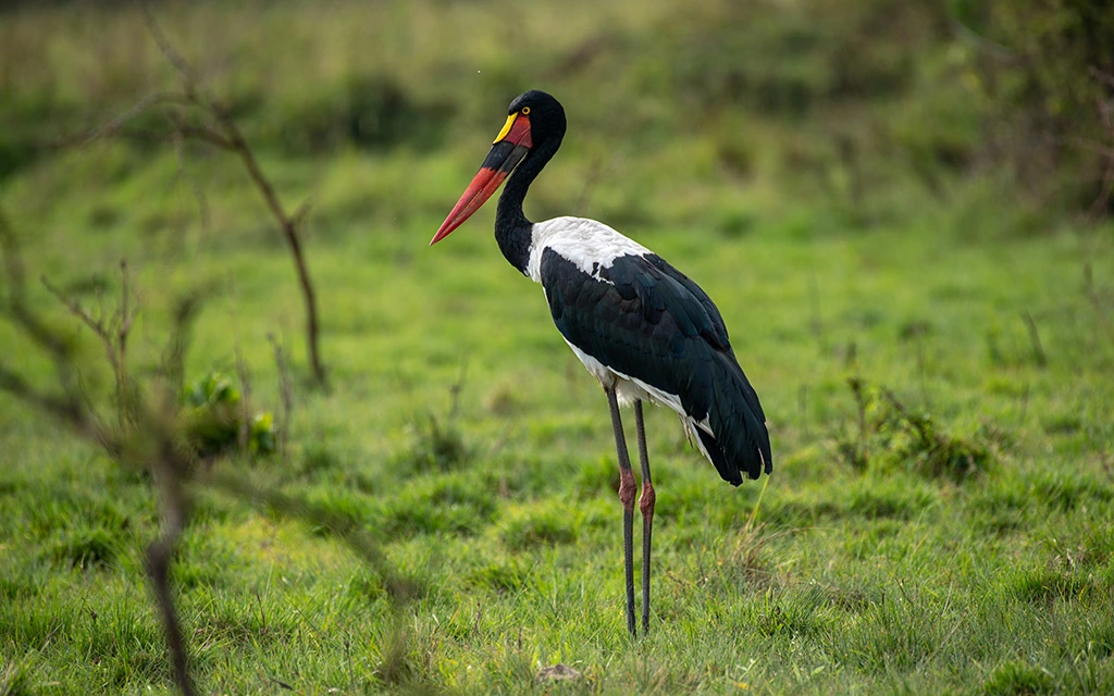 birding in Queen Elizabeth National Park