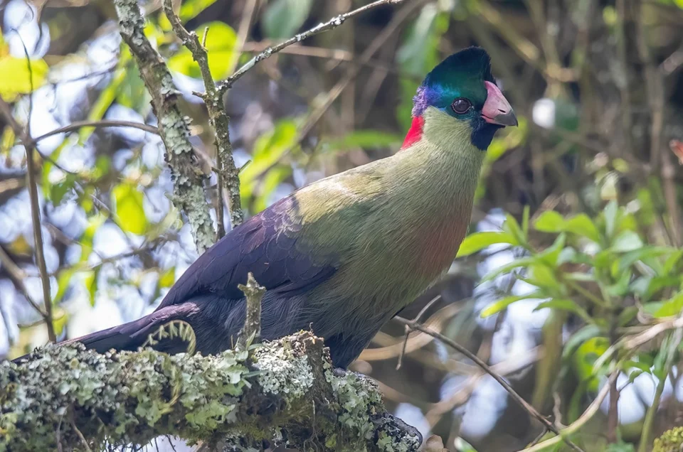 Birding In Bwindi Impenetrable Forest