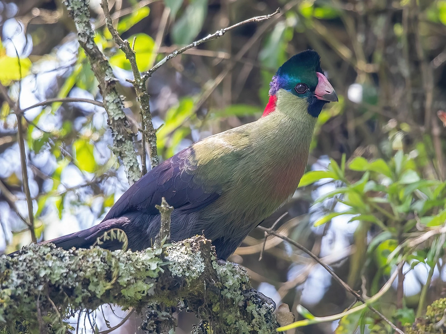 Birding In Bwindi Impenetrable Forest