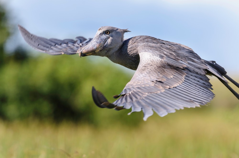 Shoebill-in-flight