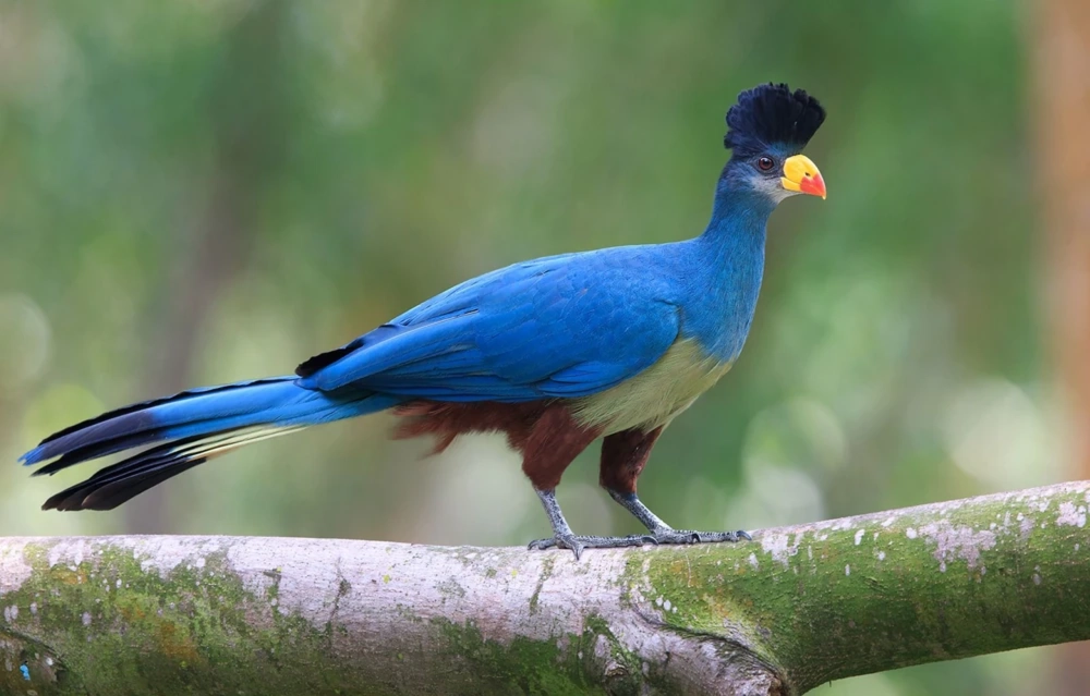 The Great Blue Turaco In Budongo Forest