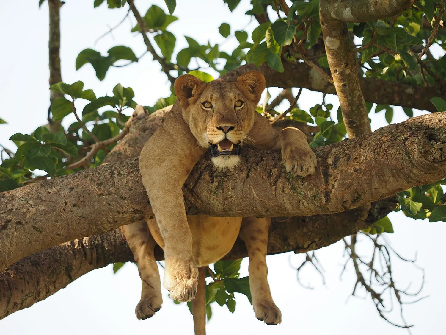 Tree-climbing lions in Queen Elizabeth National Park