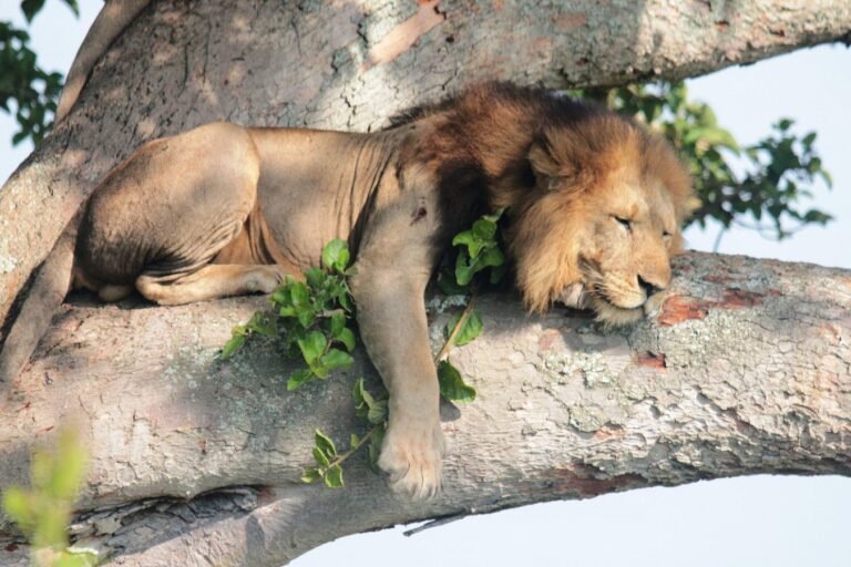 Tree-Climbing Lions In Uganda