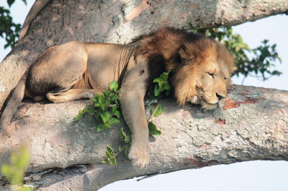Tree-Climbing Lions In Uganda