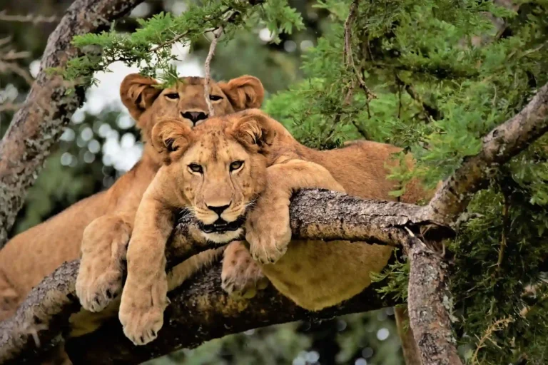 Tree-climbing lions