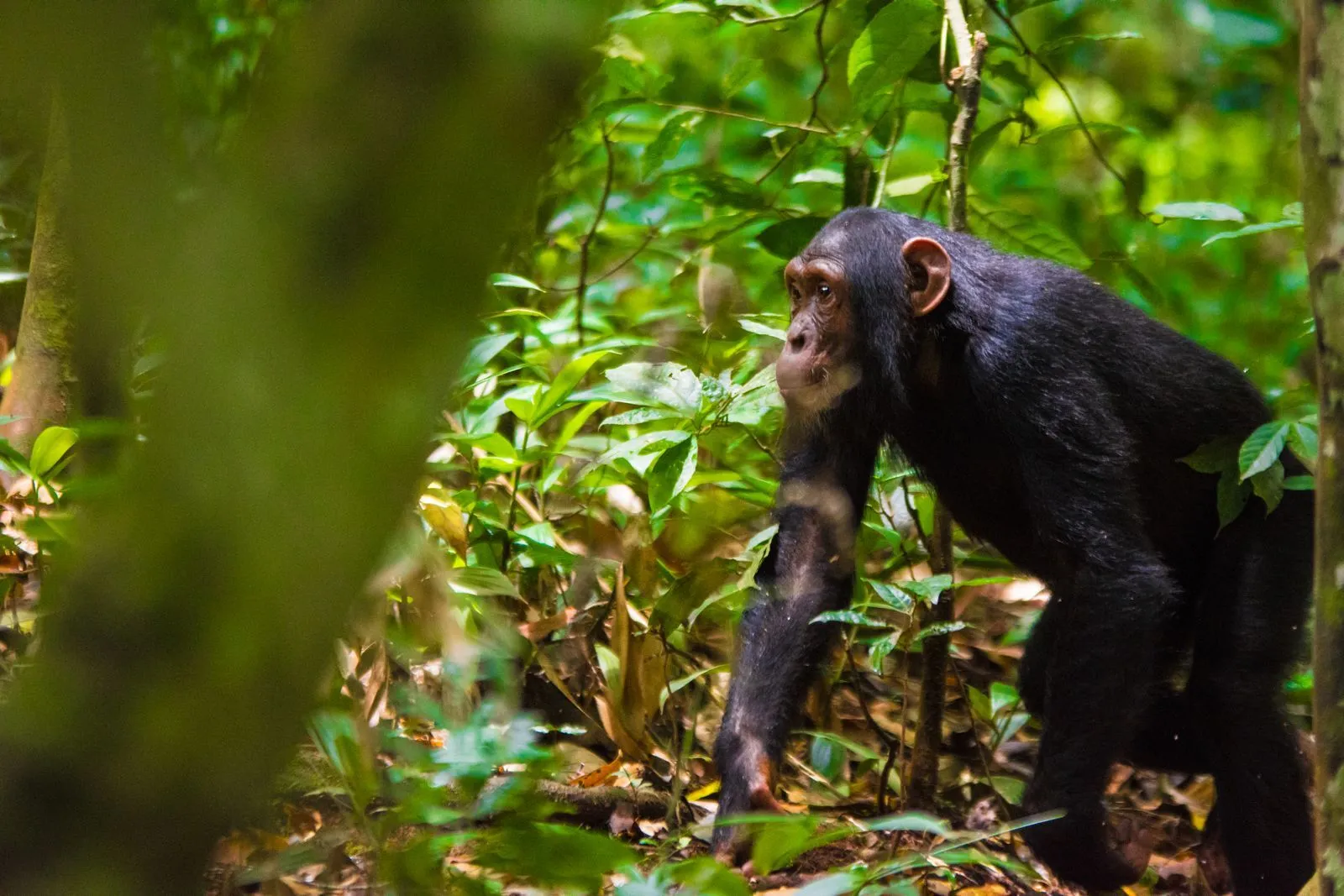 Uganda Chimpanzee trekking