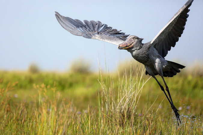 a shoebill flying in Mabamba Swamp