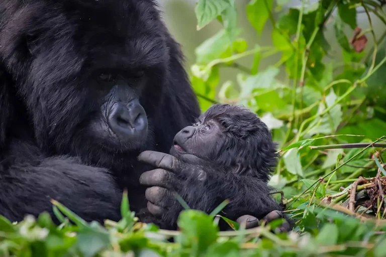 baby mother gorilla in Bwindi Impenetrable National Park