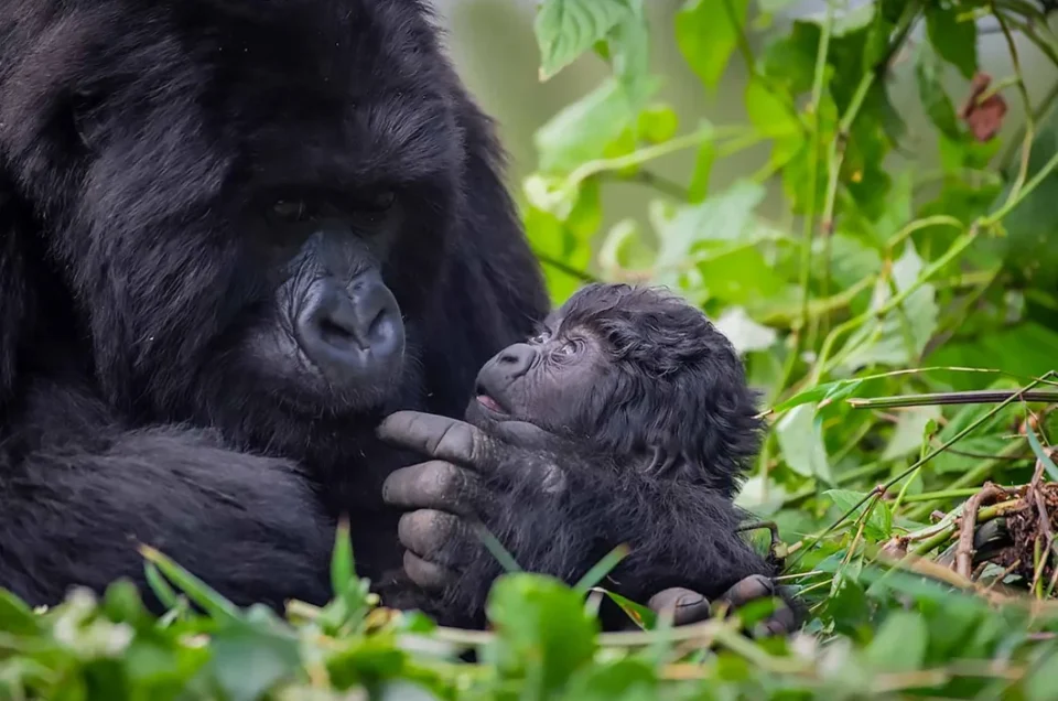baby mother gorilla in Bwindi Impenetrable National Park