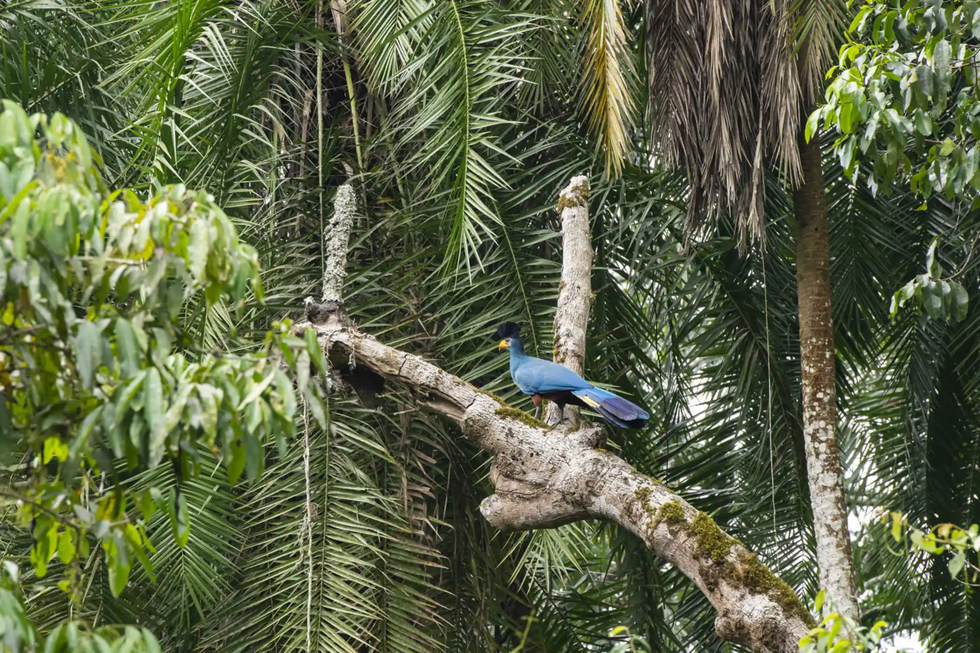 blue-turaco-in-kibale-national-park