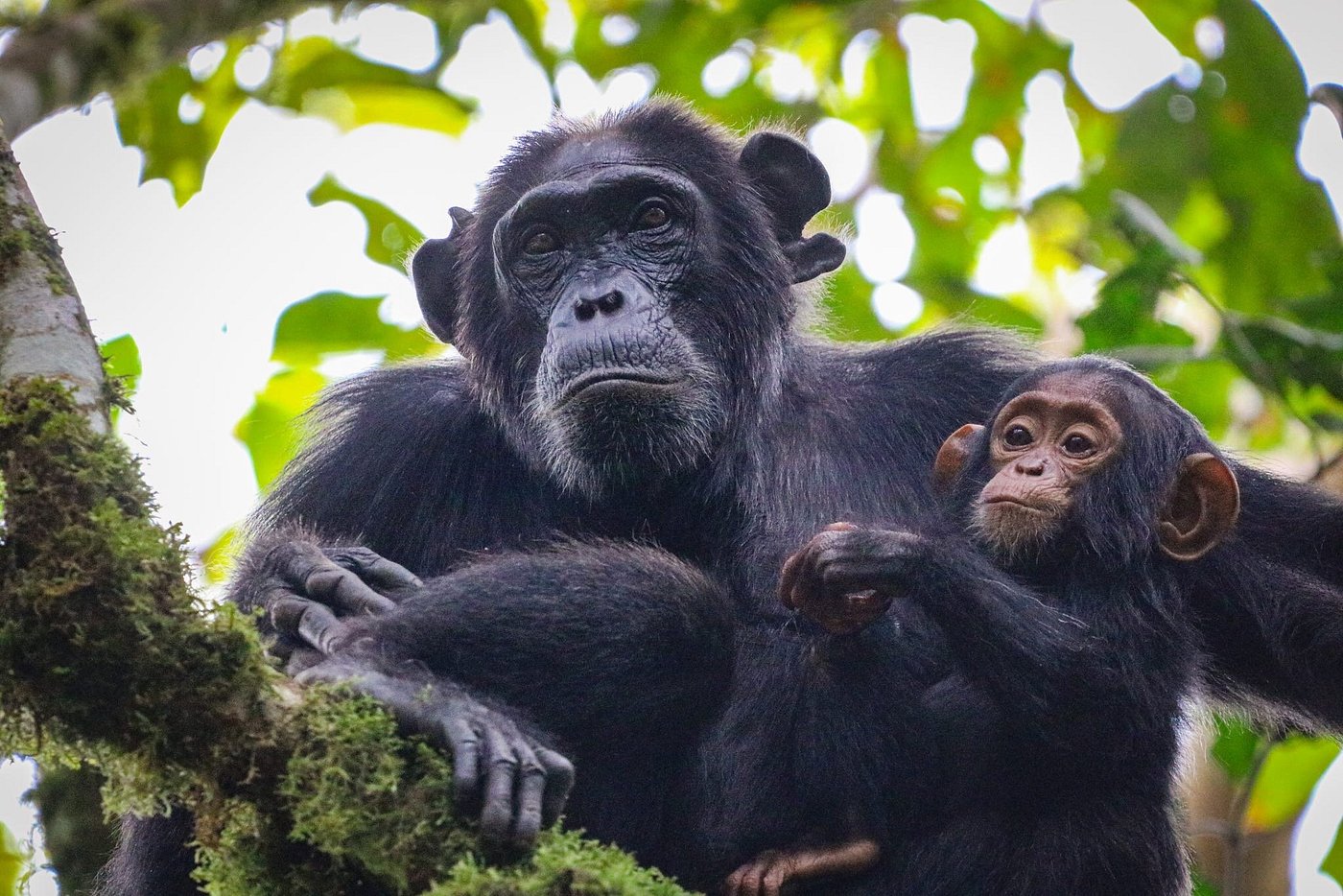 Chimpanzee In Kibale