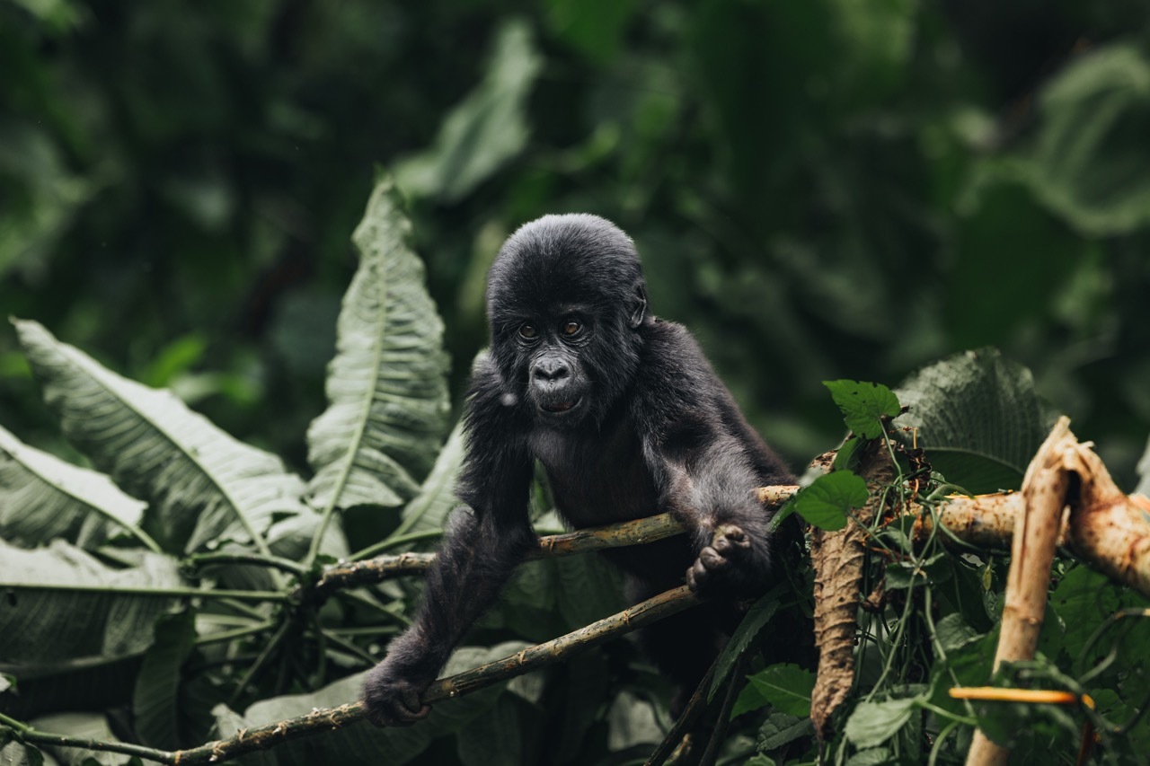 gorilla-trekking-uganda