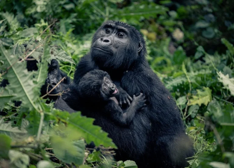 3 Days Uganda Safaris