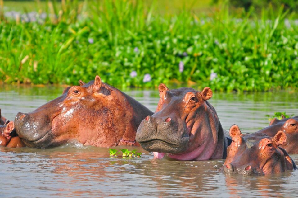 hippos-in-uganda