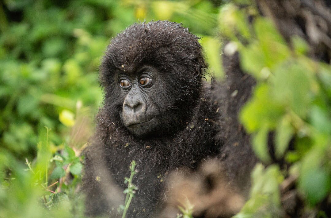 1 Day Gorilla Trekking Uganda
