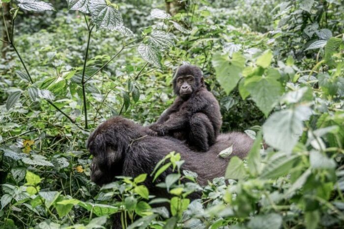 1-Day Uganda Gorilla Trekking Tour To Bwindi