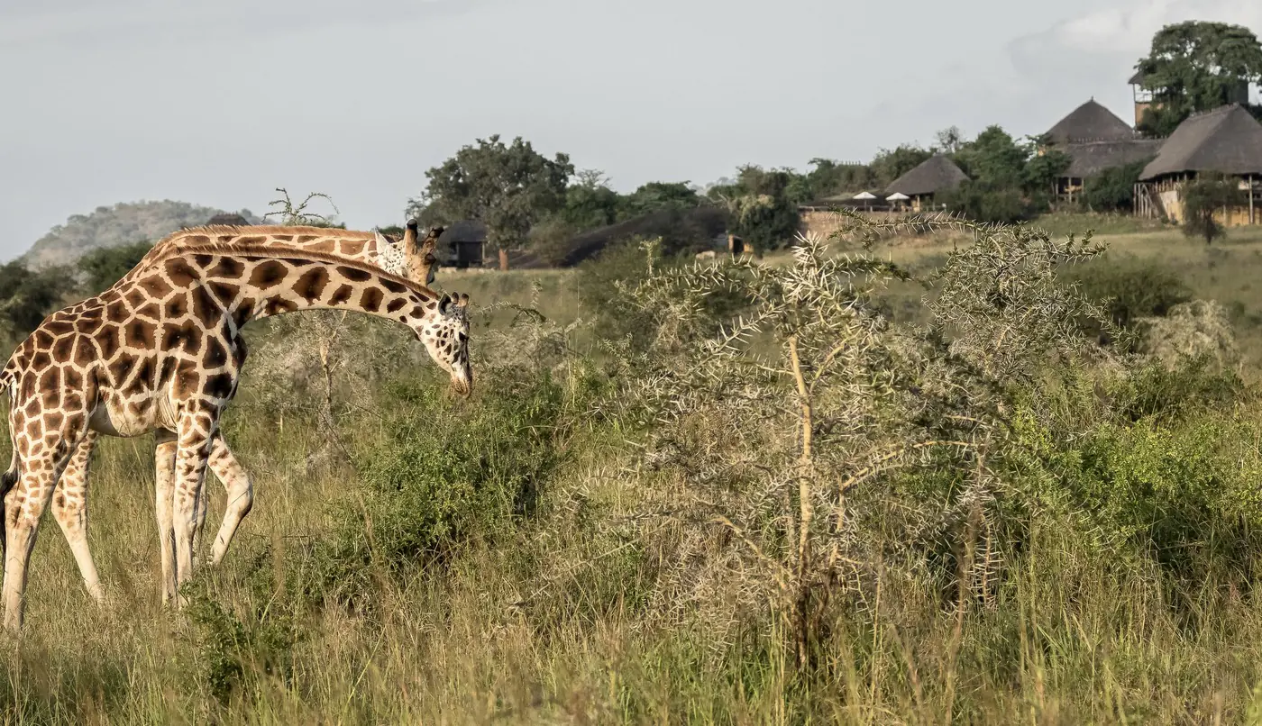 Apoka Safari Lodge.webp