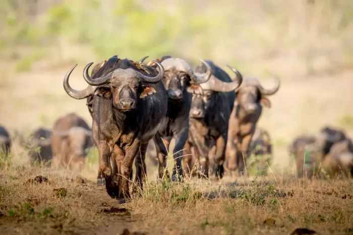 Buffaloes in Kidepo.webp