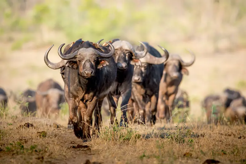 Buffaloes in Kidepo.webp