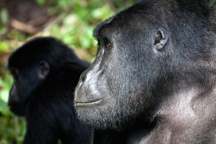 1-Day Uganda Gorilla Trekking Tour To Bwindi