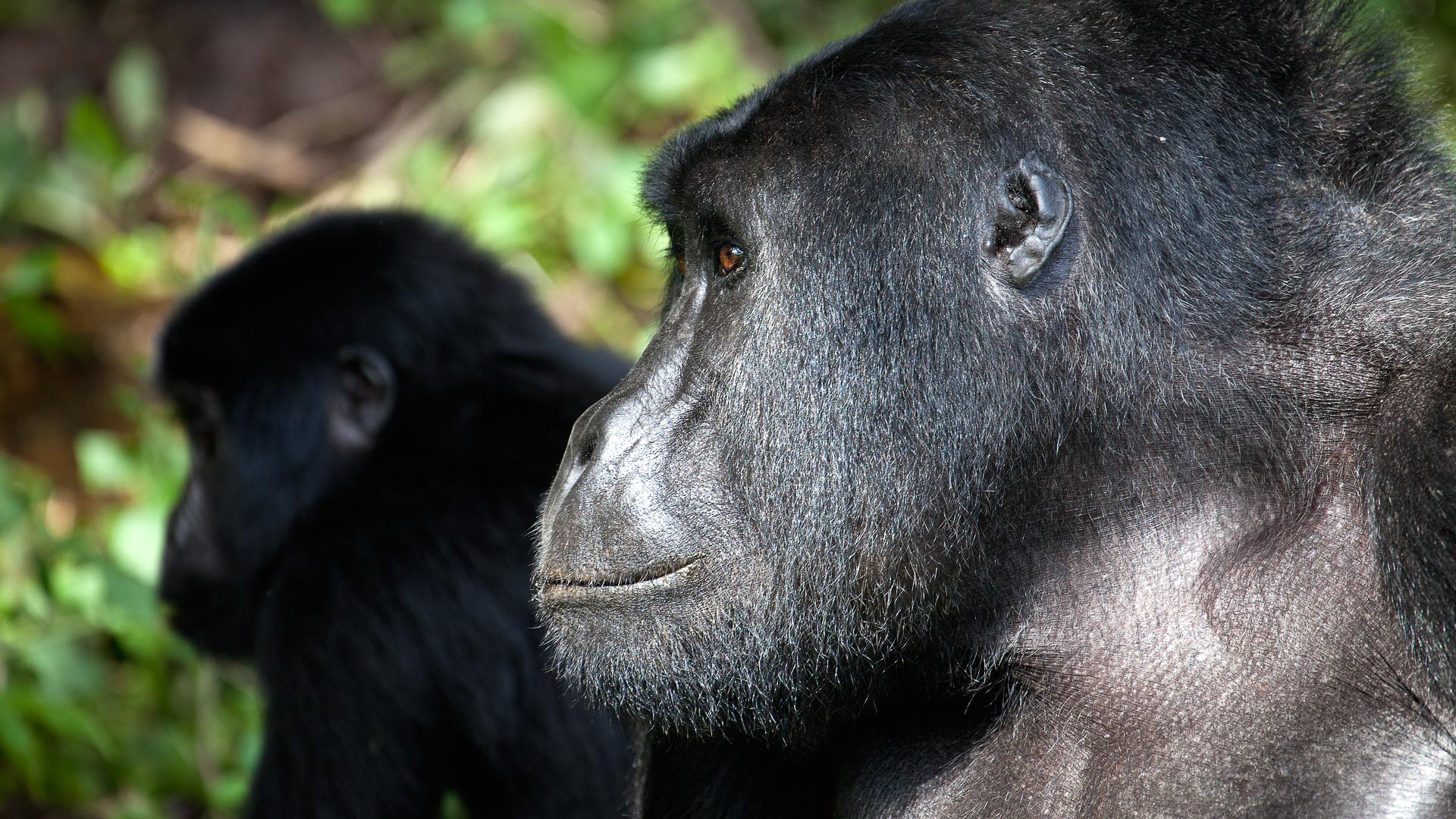 1 Day Gorilla Trekking Uganda