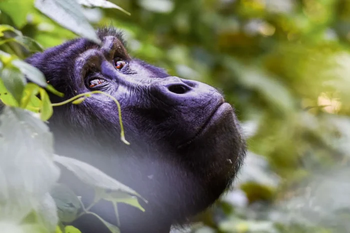7-Day Gorilla, Chimpanzees, And Wildlife Tour